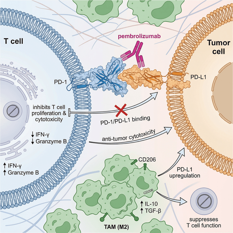 Professional Structure